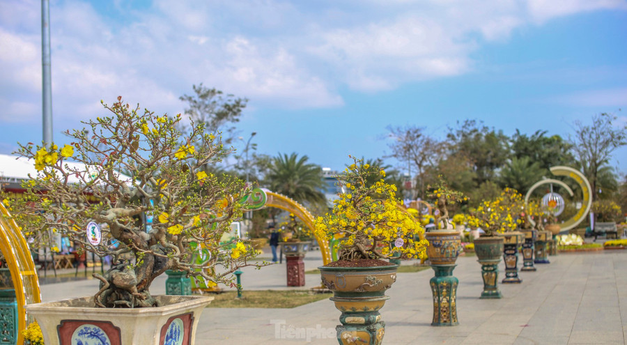 Khu vực trưng bày những tác phẩm mai vàng. Ảnh: Trương Định