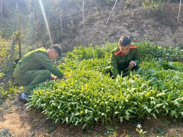 Vườn cây thuốc phiện ông Việt trồng trái phép bị lực lượng chức năng phát hiện. Ảnh: Công an cung cấp