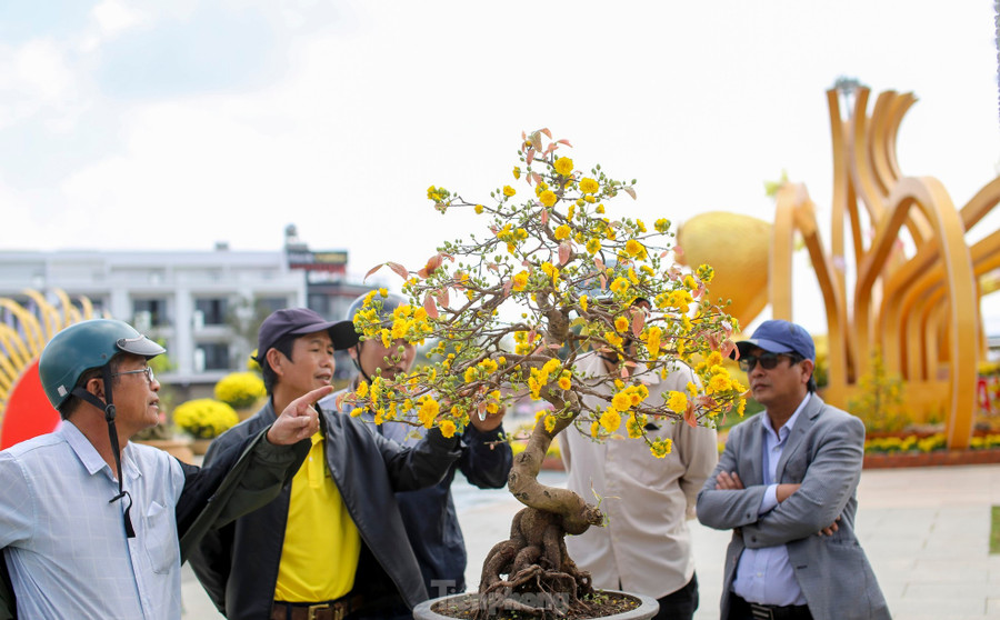 Theo đánh giá của Ban tổ chức, lễ hội mai vàng năm nay thu hút số lượng tác phẩm lớn, kiểu dáng đẹp. Ảnh: Trương Định