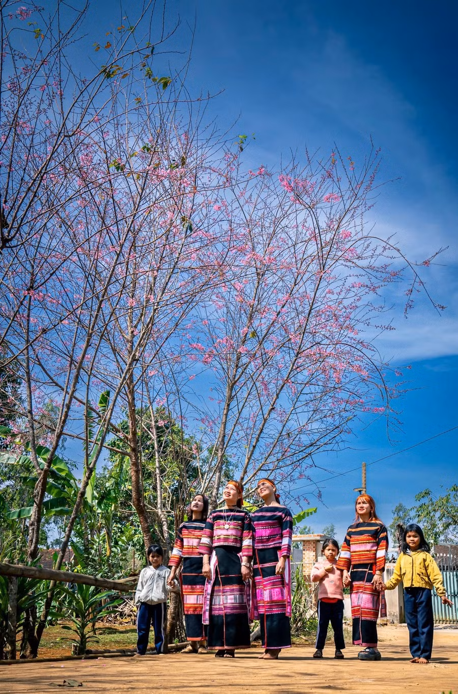 Vui đùa đón tết dưới những bóng cây hoa anh đào