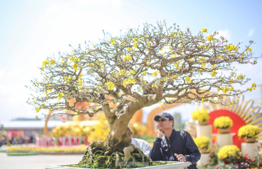 Lễ hội là dịp để người xem chiêm ngưỡng những tác phẩm mai vàng siêu khủng, siêu đẹp. Ảnh: Trương Định