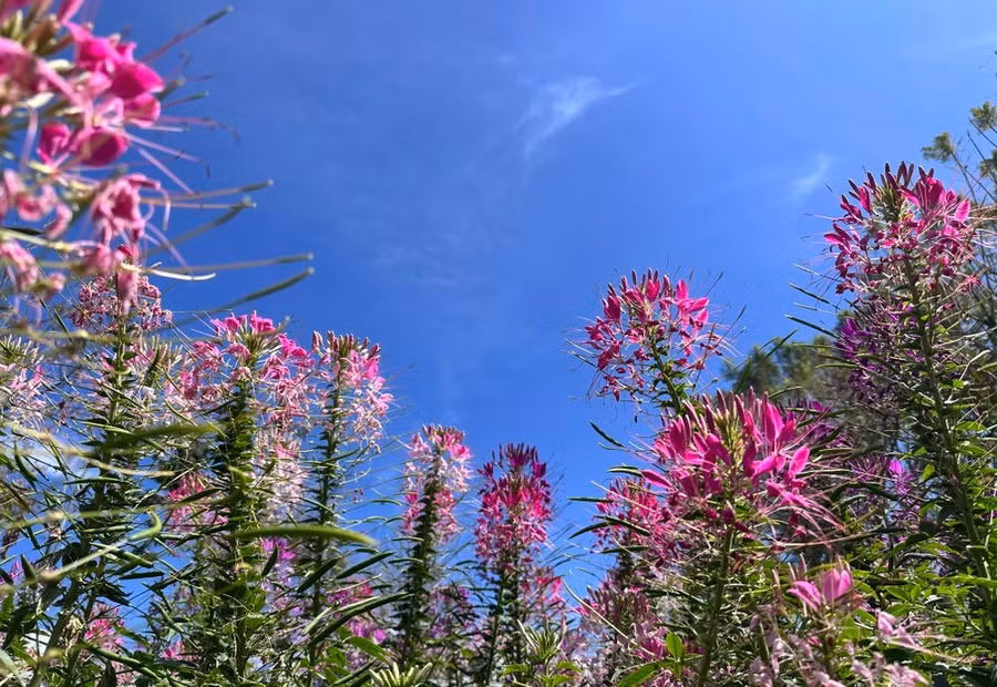 Hoa Tuý Điệp có cánh mềm, mỏng, màu tím pha với sắc hồng, trắng, mang một chút hồn quê với vẻ đẹp mộng mơ. Ảnh: ĐOÀN KIÊN