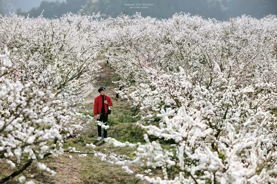 Nhiều bạn trẻ tranh thủ đến Mộc Châu du xuân, check-in những vườn mận đang bung hoa rực rỡ. ẢNH: ĐẠT QUÁCH