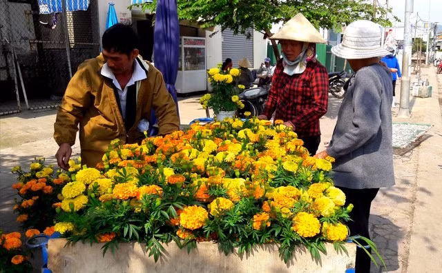 Mua hoa vạn thọ về chưng Tết. ẢNH: TRẦN CAO DUYÊN