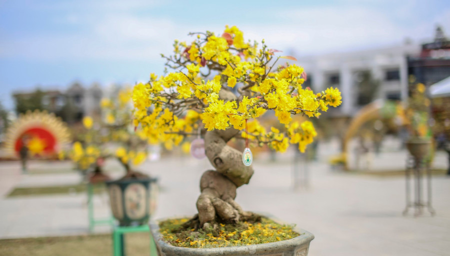 Một tác phẩm mai vàng bung nở rực rỡ. Ảnh: Trương Định