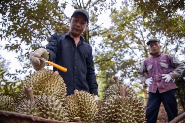 Sầu riêng Việt Nam đang vào giai đoạn một mình một chợ, giá tăng cao. ẢNH: HOÀNG NGUYỄN