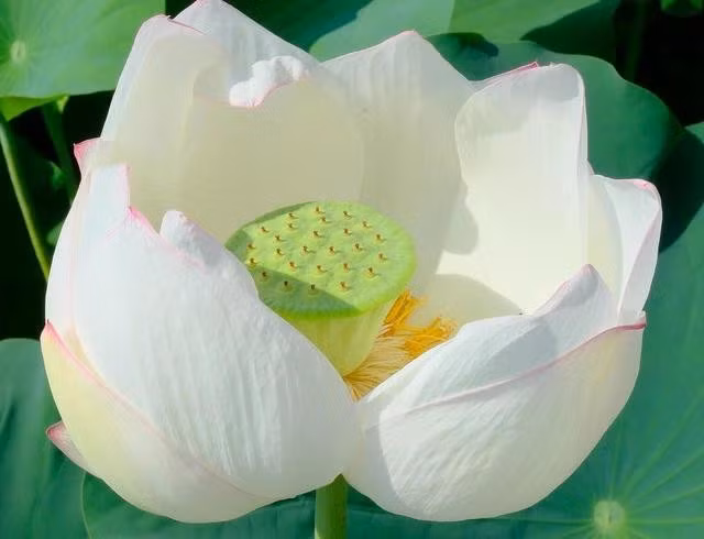 Chiết xuất từ hạt sen có khả năng dưỡng ẩm, nuôi dưỡng da. ẢNH: PEXELS