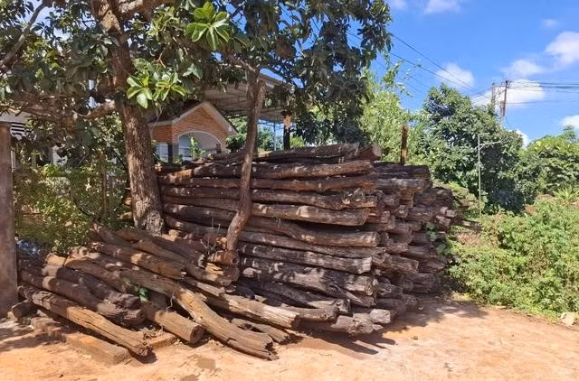 Đã có thời trụ hồ tiêu được người dân bán với giá rẻ mạt. ẢNH: TRẦN HIẾU