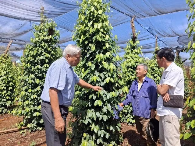 Một vườn hồ tiêu ở Gia Lai. ẢNH: TRẦN HIẾU