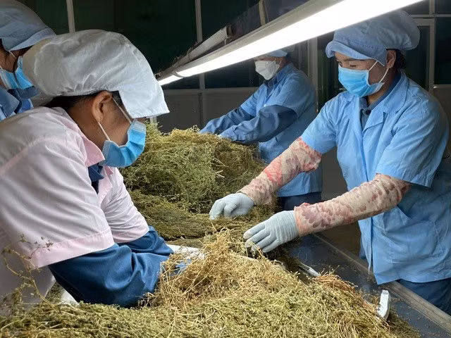 Chuyên gia đề xuất nhiều cơ chế ưu tiên để phát triển thuốc y học cổ truyền