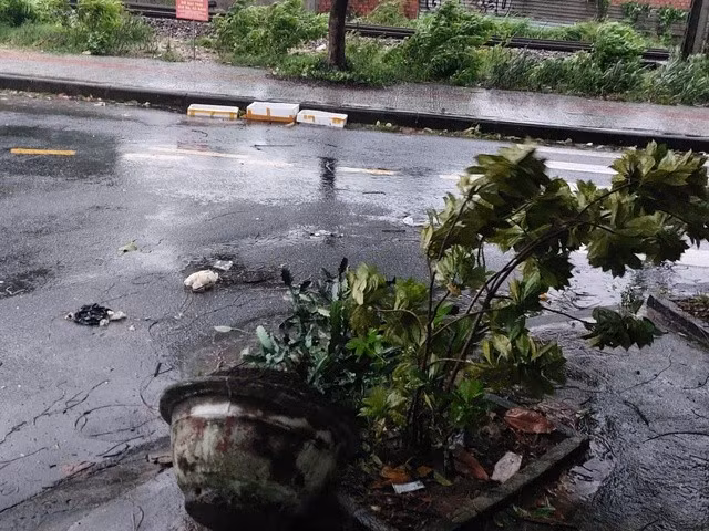 Gió làm ngã đổ chậu cây ở quận Thanh Khê, Đà Nẵng