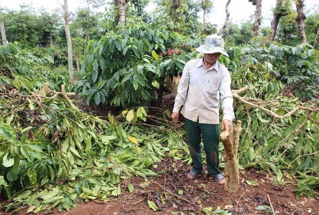 Vườn cà phê của gia đình ông Đàm Nguyên Đáng bị phá hoại