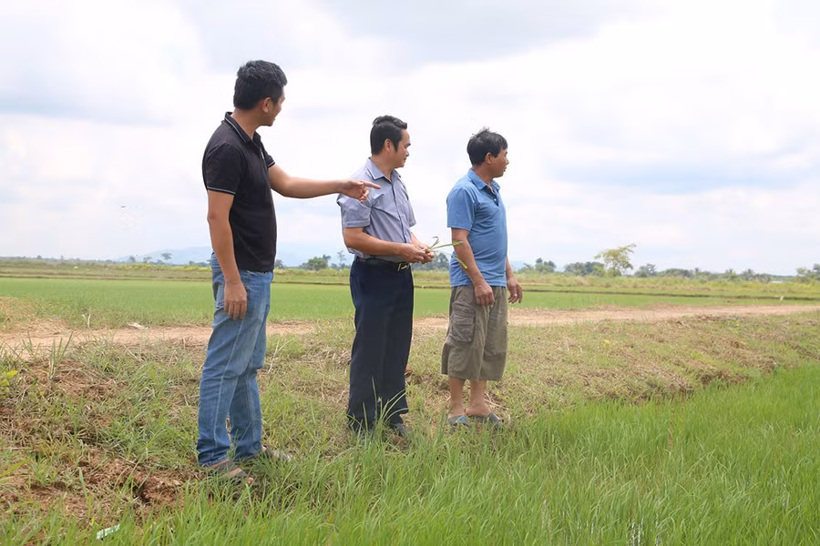 5Người dân làng Ring đều có 4 sào lúa nước 2 vụ để sản xuất với năng suất bình quân đạt từ 6-7 tấn trên ha.jpg