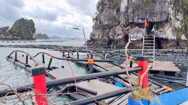 Nhiều lồng bè nuôi trồng thủy sản bị hư hỏng nặng do bão số 3. Ảnh nguồn vneconomy.jpg