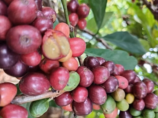 Cà phê hái chín vừa tăng chất lượng vừa tăng trọng lượng