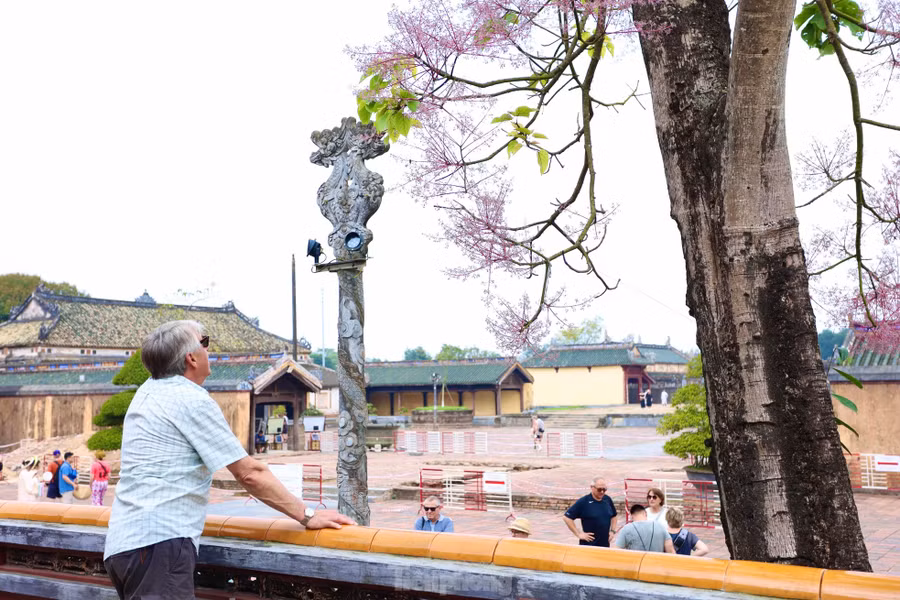 Tại Đại nội Huế - một điểm check-in không thể bỏ qua vào mùa ngô đồng nở, du khách vừa chiêm ngưỡng vẻ đẹp của loài hoa vương giả, đồng thời lưu giữ những khoảnh khắc đáng nhớ qua ống kính.