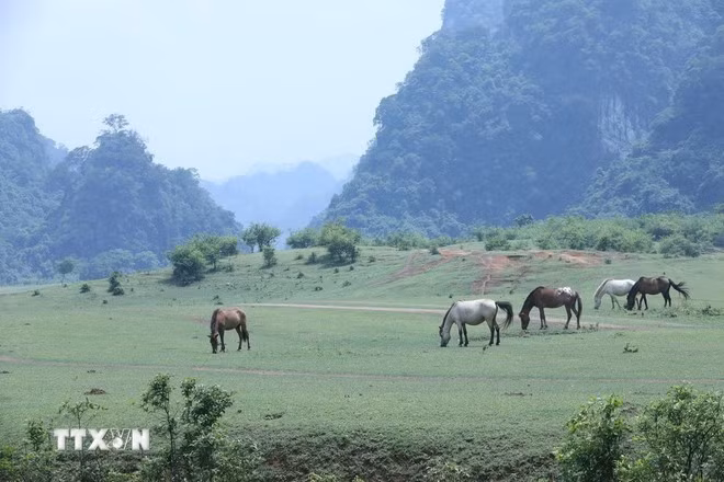 Thảo nguyên xanh Đồng Lâm, xã Hữu Liên, huyện Hữu Lũng. (Ảnh: TTXVN phát)
