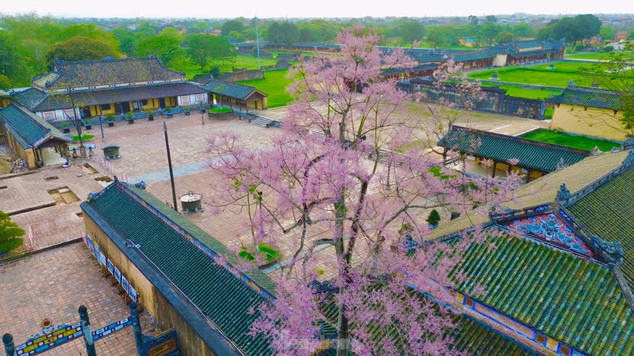 Cây ngô đồng nở hoa ở khu vực nhà Tả và Hữu Vu (Đại nội Huế). Du khách cũng có thể vừa ngắm cảnh sông Hương kết hợp chiêm ngưỡng sắc hoa ngô đồng nở rộ khu vực ven sông Hương thuộc công viên Thương Bạc, Phu Văn Lâu, Tứ Tượng hay một số lăng tẩm của các vị vua Minh Mạng, Tự Đức.