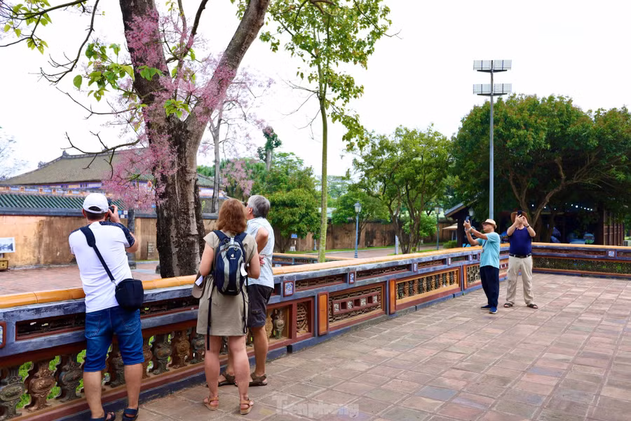 Ông Nguyễn Văn Thành (71 tuổi, du khách đến từ Hà Nội) thốt lên rằng: “Cây ngô đồng nở hoa tạo điểm nhấn đặc biệt cho Đại nội Huế. Nó hài hòa với khung cảnh nơi đây, mang lại cảm giác yên bình và thú vị”. Trong khi đó, du khách Phạm Hằng (đến từ Lào Cai) ngỡ ngàng: “Thấy cây ngô đồng nở hoa, tôi cảm nhận được điểm nhấn độc đáo của Đại nội Huế. Nó truyền cảm hứng để tôi chụp ảnh và quay video lưu lại kỷ niệm đẹp”.