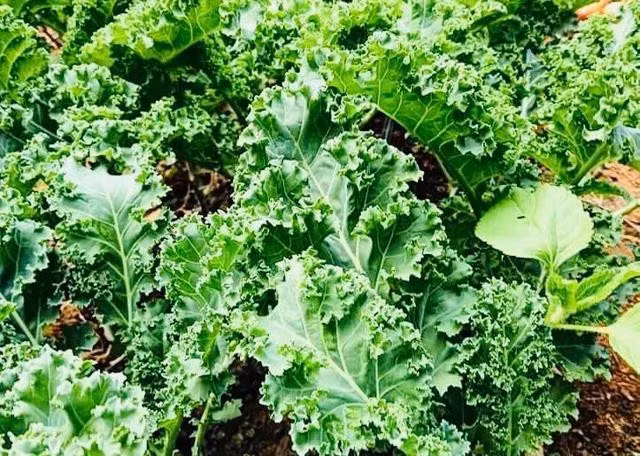 Cải xoăn nổi tiếng với hàm lượng canxi cao, rất giàu vitamin và khoáng chất. ẢNH: L.C