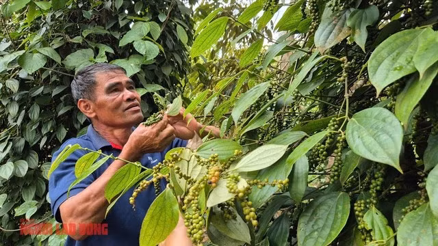 Nông dân Nguyễn Phi Hùng ở Đắk Nông chờ tiêu chín già mới thu hoạch