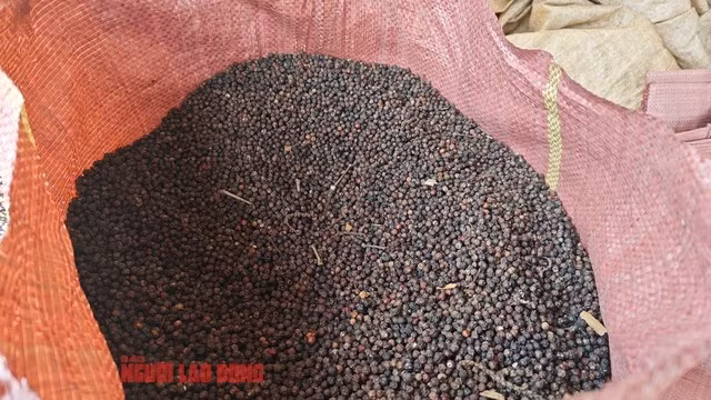 Phơi tiêu thật khô trước khi lưu kho giúp bảo quản được tiêu lâu và bán được giá