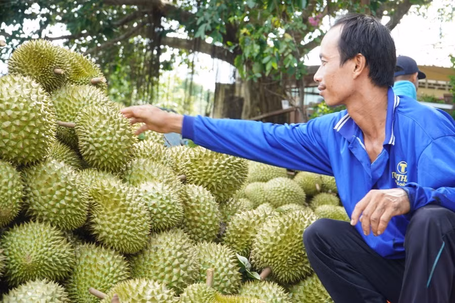 Sau cam sành đến sầu riêng có nguy cơ phải "giải cứu" đầu ra