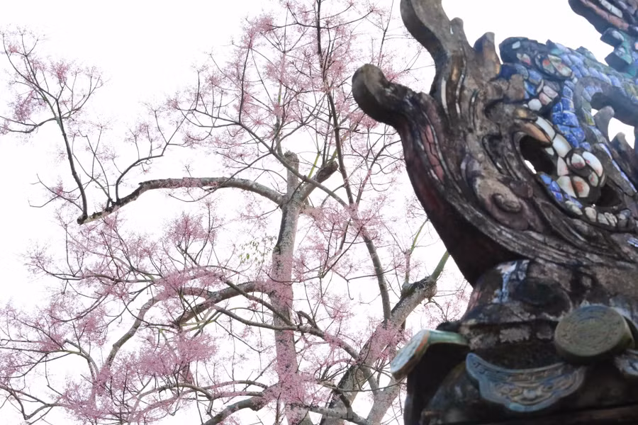 Theo nhà nghiên cứu thực vật Đỗ Xuân Cẩm (Huế), về mặt phân loại, ngô đồng ở Huế không khác mấy so với giống ngô đồng Trung Quốc, chỉ khác về mùa ra hoa, tạo quả. Cây ngô đồng Huế thuộc chi Firmiana, là thứ biến chủng (Variaty) của loài ngô đồng, có điểm nổi bật là hoa đực tạo thành chùm hoa hơi khác, toàn bộ trục hoa và đài hoa đều được phủ đầy lông màu tím.