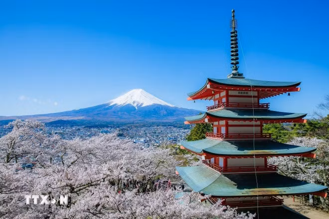 Hoa anh đào, núi Phú Sĩ và tháp trong chùa Chureito thường xuyên xuất hiện trong các bức ảnh về Nhật Bản. (Ảnh: Xuân Giao/TTXVN)