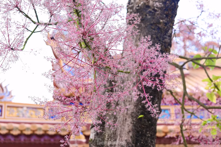 Đến Huế những ngày này, du khách không khó để tìm gặp và chiêm ngưỡng nhiều cây ngô đồng đang kỳ nở hoa hồng tím thắm thiết ở phía sau điện Thái Hòa (Đại nội Huế).