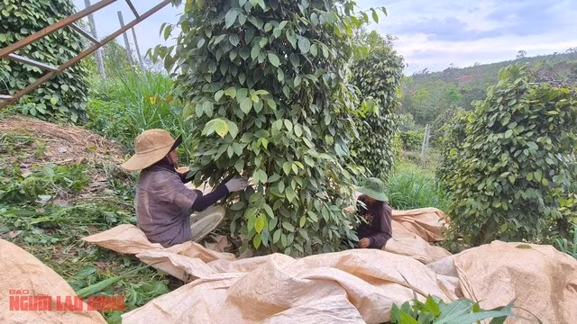 Một vườn tiêu ở Đắk Nông có địa thế không bằng phẳng nên không thể cơ giới hóa. Nhân công hái tiêu phải khéo léo để báo vệ sức khỏe cây tiêu