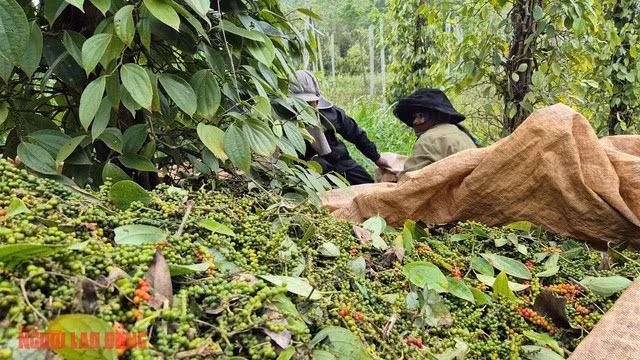 Thu hoạch tiêu tại Đắk Nông tháng 3-2025