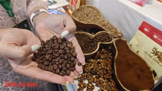 Giá cà phê đang tăng trở lại
