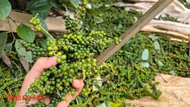 Thời tiết bất lợi khiến tiêu giảm năng suất