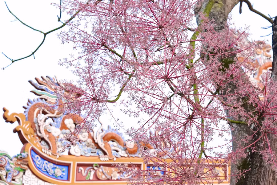 Hoa nở hồng tím tươi thắm trên mái những cung điện cổ xưa mang đến cho du khách những trải nghiệm, hoài niệm về một thời vàng son của vùng đất Cố đô.