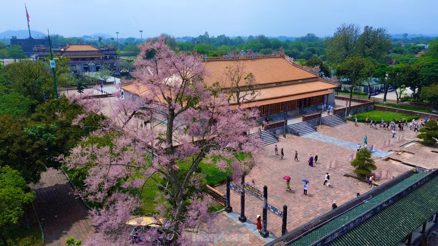 Mỗi năm, cứ dịp cuối xuân đầu hạ, tại Huế có một loài cây độc đáo đua nhau khoe sắc hoa hồng tím tươi thắm, quý phái, thanh tao. Đó là hoa ngô đồng được mệnh danh là loài "vương giả chi hoa", trồng phổ biến tại khu vực Đại nội - Hoàng cung Huế và một số công viên ven sông Hương, lăng tẩm nhà Nguyễn...