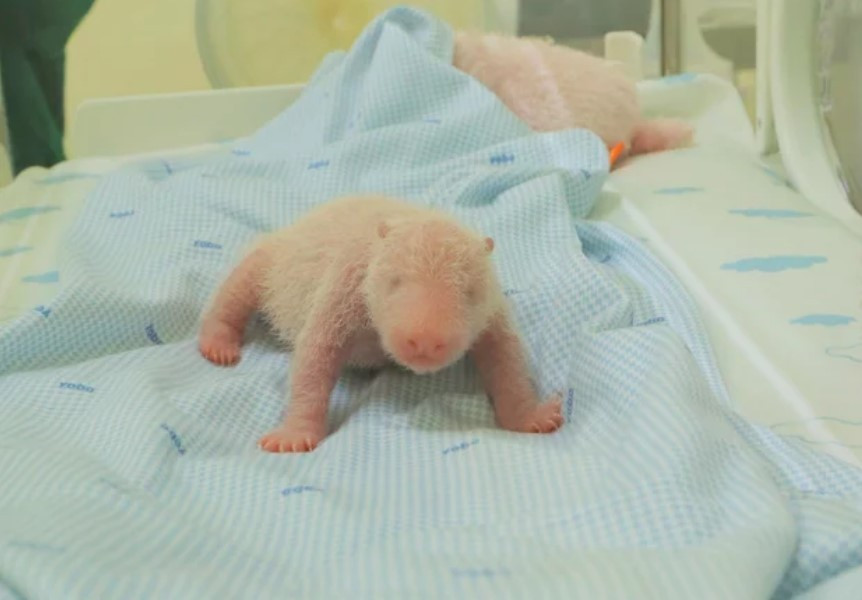 Gấu trúc Satrio Wiratama, biệt danh là Rio.