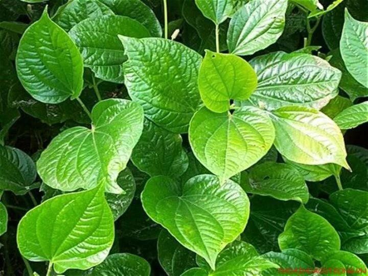 Ăn lá lốt thường xuyên mang lại lợi ích gì cho sức khỏe?(ảnh minh họa). an-la-lot.jpg