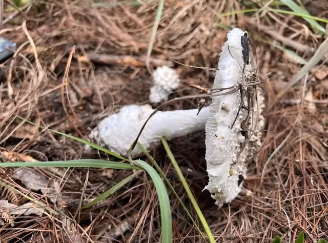 Một loại nấm dưới tán rừng thông ở Đà Lạt. ẢNH: LÂM VIÊN