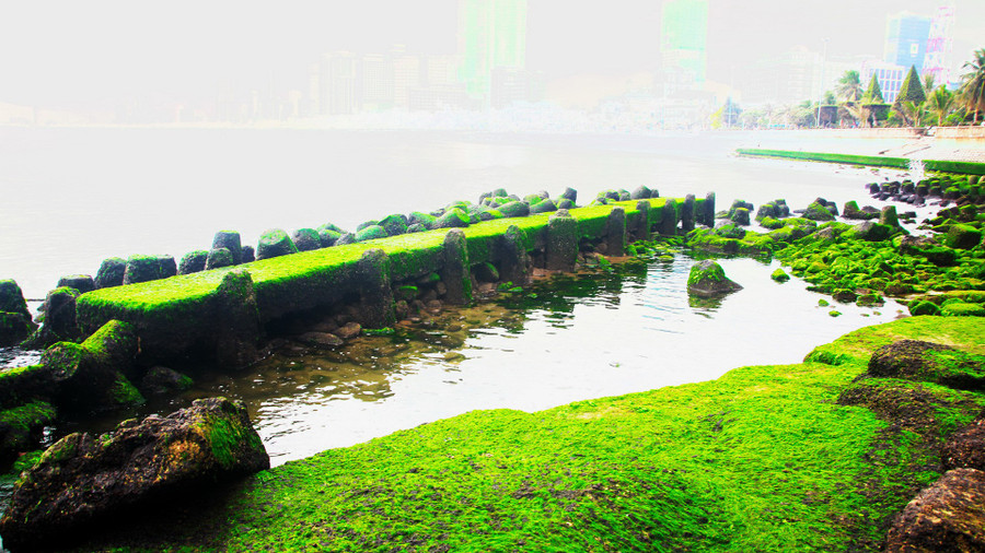 Vẻ đẹp thềm rêu. r.jpg