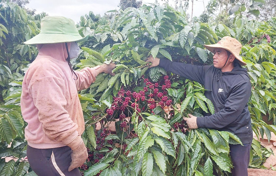 HTX Sản xuất Thương mại và Dịch vụ Glar (huyện Đak Đoa) liên kết sản xuất cà phê theo tiêu chuẩn 4C. Ảnh: N.D 3t.jpg