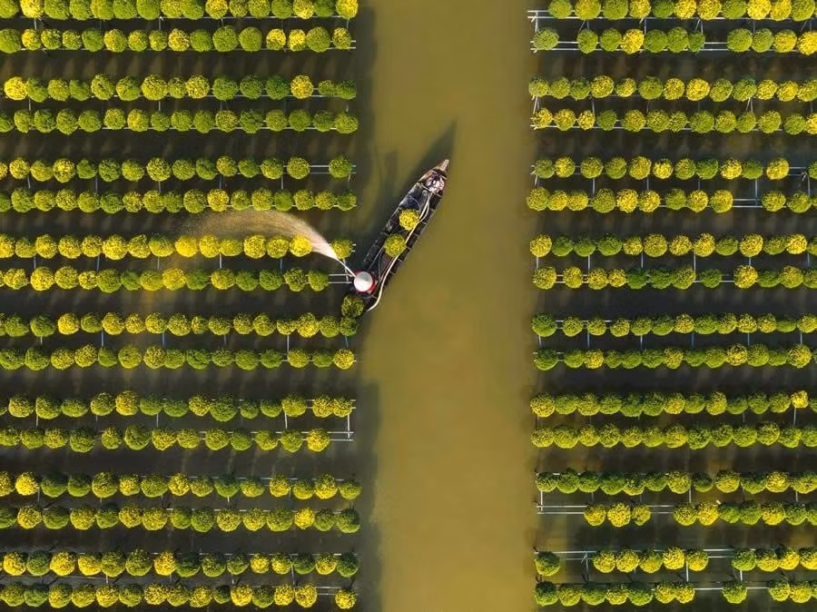 "Thu hoạch hoa cúc" ở làng hoa Sa Đéc của Phúc Minh Lê, Việt Nam