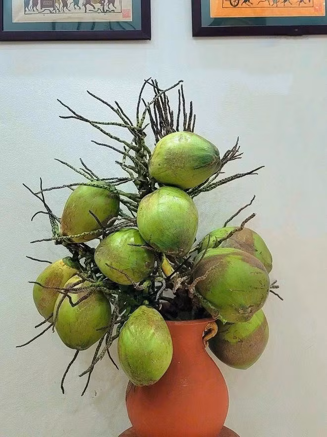 Những quả dừa, mít nặng cũng được chị mang cả cành về cắm. Ảnh: NVCC