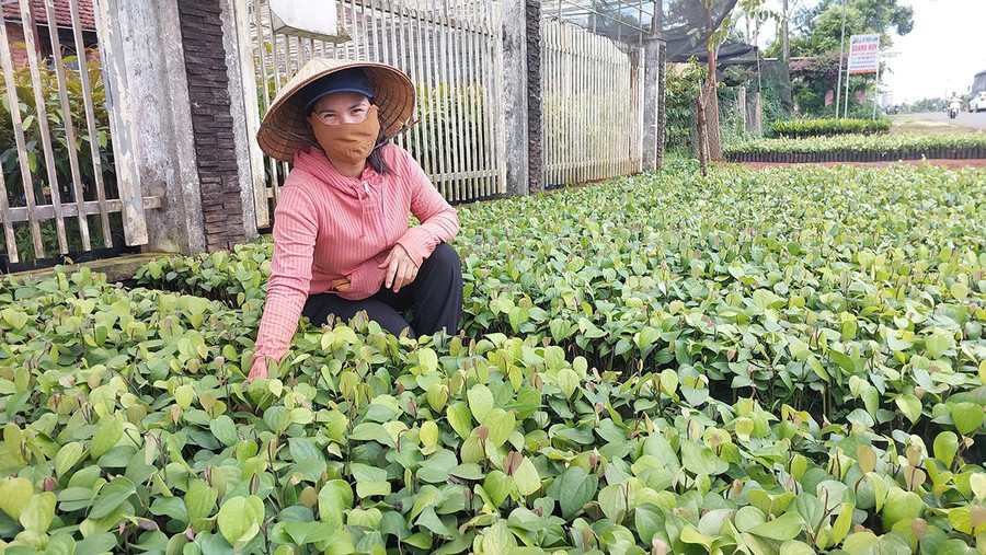 Gia đình bà Phạm Thị Thơm (phường Yên Thế, TP. Pleiku) đang xuất bán cây giống hồ tiêu cho người dân. Ảnh: N.D 1d.jpg
