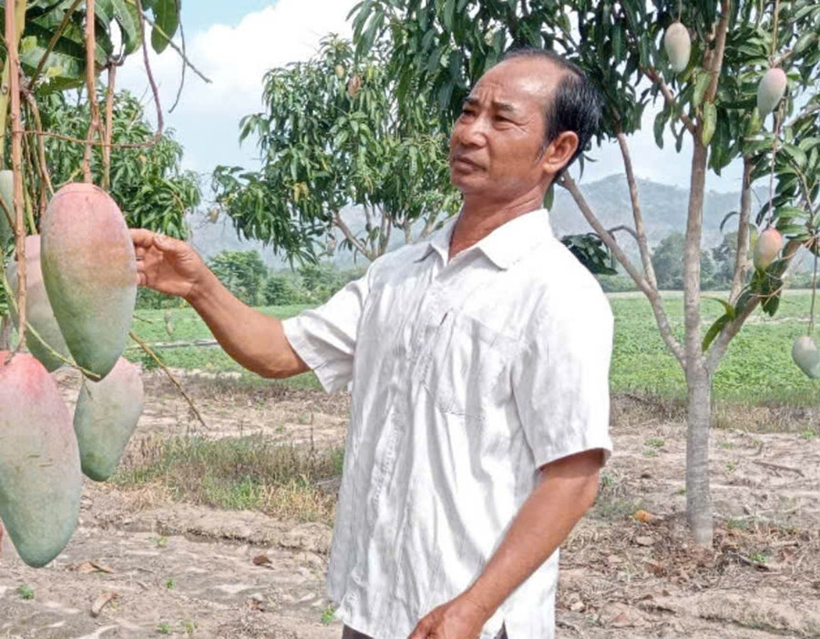 Ông Lương Bích Ngọc chăm sóc vườn xoài Đài Loan của gia đình. Ảnh: G.H 2gh.jpg