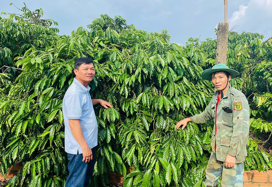 Ông Hồ Sỹ Sơn (bìa phải, thôn 4) trao đổi với Chi hội trưởng Chi hội Nông dân thôn 4 Bạch Ngọc Sang về kỹ thuật chăm sóc cây cà phê. Ảnh: A.H 1bg.jpg