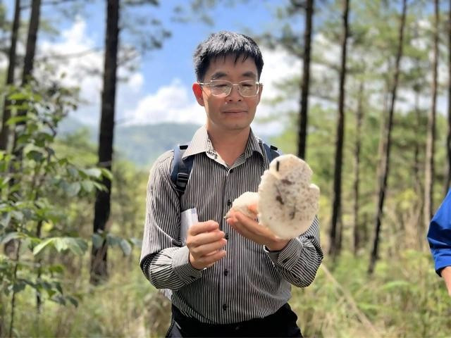 Theo TS Trương Bình Nguyên, dưới tán rừng thông Đà Lạt có khoảng 300 loài nấm cộng sinh. ẢNH: LÂM VIÊN Theo TS Trương Bình Nguyên, dưới tán rừng thông Đà Lạt có khoảng 300 loài nấm cộng sinh. ẢNH: LÂM VIÊN