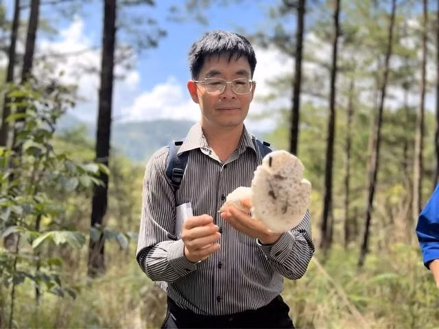 Theo TS Trương Bình Nguyên, dưới tán rừng thông Đà Lạt có khoảng 300 loài nấm cộng sinh. ẢNH: LÂM VIÊN