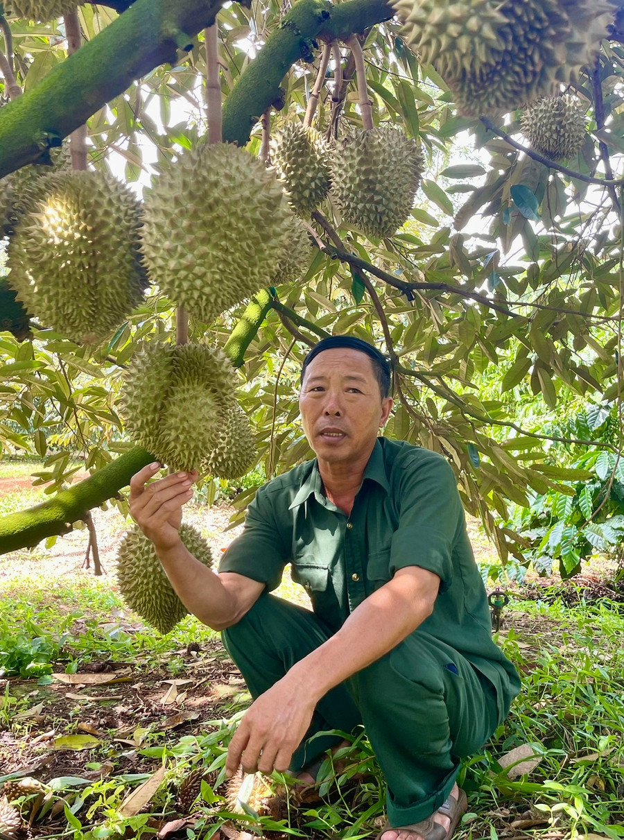 បើតាមលោក ទួន ទុរេន ជាដំណាំដែលងាយនឹងអាកាសធាតុ ដូច្នេះយើងត្រូវយកចិត្តទុកដាក់លើបច្ចេកទេសដាំដុះ ចាប់ពីការជ្រើសរើសប្រភពដើម និងគុណភាពនៃសំណាប រហូតដល់ការអនុវត្តបច្ចេកទេសថែទាំ។ រូបថត៖ H.T 2ongtuan.jpg