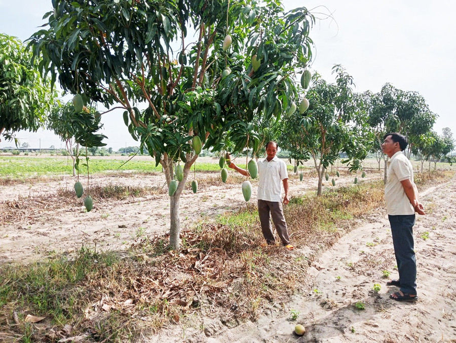Vườn xoài Đài Loan của gia đình ông Lương Bích Ngọc bắt đầu cho thu hoạch. Ảnh: G.H 1giahung.jpg